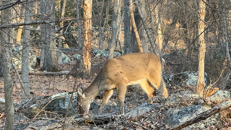 Me: ‘Hiking is so peaceful and relaxing.’  Deer: 👀👀